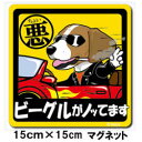 ペット ちょい悪ステッカー 【大判マグネットタイプ ビーグル】 愛犬を連れてノリノリで、ドライブにおでかけ〜♪