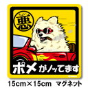 ペット ちょい悪ステッカー 【大判マグネットタイプ ポメラニアンクリーム】 愛犬を連れてノリノリで、ドライブにおでかけ〜♪