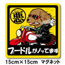 ペット ちょい悪ステッカー 【大判マグネットタイプ プードル茶】 愛犬を連れてノリノリで、ドライブにおでかけ〜♪