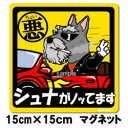 ペット ちょい悪ステッカー 【大判マグネットタイプ シュナウザー灰】 愛犬を連れてノリノリで、ドライブにおでかけ〜♪