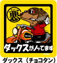 ペット ちょい悪ステッカー 【大判マグネットタイプ ダックスチョコタン】 愛犬を連れてノリノリで、ドライブにおでかけ〜♪