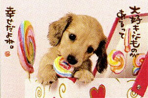 ポストカード 【ミニチュアダックス&キャンディー】 WT