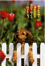 ポストカード 【ミニチュアダックス&チューリップ】 WT