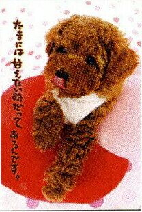 ポストカード 【トイプードル&クッション】 WT