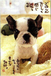 ポストカード 【フレンチブル&毛布】 WT