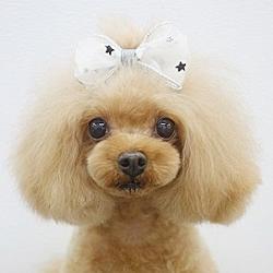 犬用ヘアアクセサリー 【GODPIVA スター...の紹介画像3