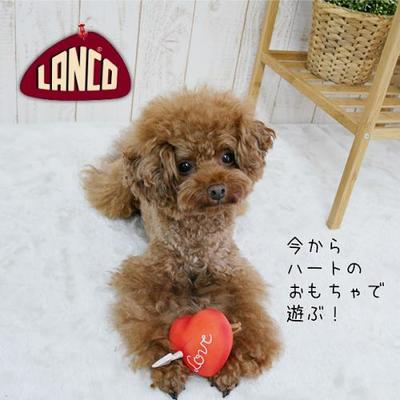 ペットトイ　【LANCO　ラブハート】　ペットおもちゃ　HT 1