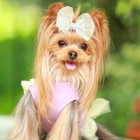 犬用ヘアアクセサリー　【GODPIVA　スターチュールクリップ】　姫系　長毛のワンちゃんにおススメ♪