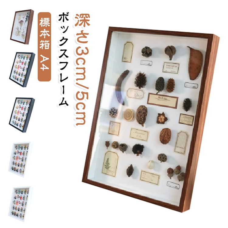楽天市場】標本箱の通販