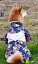 犬 服 着物 和服 コットン ペット 猫 コーギー 浴衣 おしゃれ お散歩 鯉 フラワー ブルー かわいい