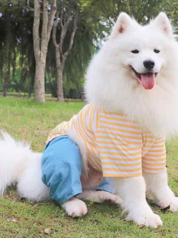 ドッグウェア 中大型犬 サモエド ラブラドール ゴールデンレトリバー 夏用 薄手 涼しい ストライプ柄 ..
