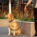 犬用リード 犬用首輪 中型犬 大型犬 ゴールデンレトリバー ラブラドールレトリバー 牛革 革 レザー製 丈夫 頑丈 耐久性 散歩 訓練 調節可能 安全 普段使い 外出用 感 快適