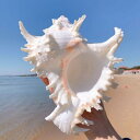 水槽装飾 貝殻 センジュガイ 天然素材 地中海風 アクアリウム レイアウト 置物 オブジェ 巻き貝 インテリア 工芸品 観賞用飾り