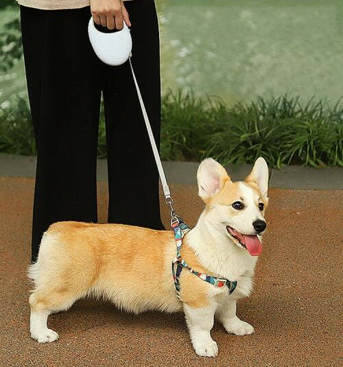 犬 猫 リード ハーネス おしゃれ 散歩 お出かけ ペット用品 グッズ かわいい 首輪 ホワイト ブルー グリーン 小型犬 中型犬