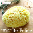 オーティーエスジャパン ベリーニ 天然 海綿スポンジ ハニコム種
