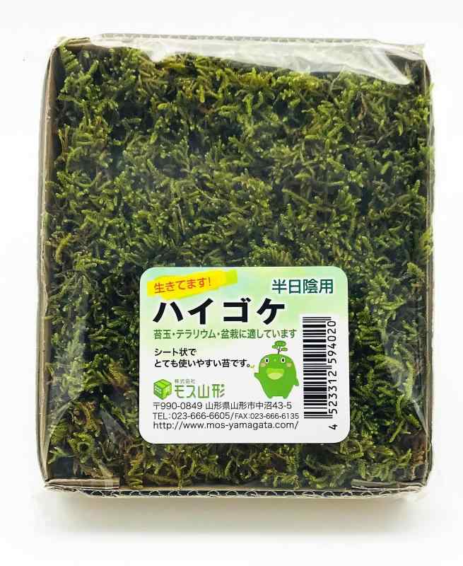 モス山形 盆栽用コケパッケージ ハイゴケ 14cmX12cm MH-1 緑