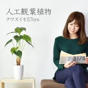 【15％OFFクーポン 5/1 0時-24時】 人工観葉植物 光触媒 クワズイモ57cm 水やり不要 高さ57 インテリアグリーン 観葉植物 造花クワズイモ57cm 送料無料