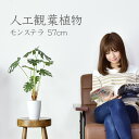 【★10％OFFクーポン★5/3 0時~5/6 24時】 人工観葉植物 光触媒 モンステラ57cm 水やり不要 高さ57 インテリアグリーン 観葉植物 造花モンステラ57cm 送料無料