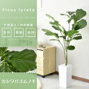 【★4H限定★15％OFFクーポン 5/9 20時~24時】 人工観葉植物 フェイクグリーン 観葉植物 ゴムノキ インテリアグリーン 造花 光触媒 5号 鉢 水やり不要 インテリア お祝い 誕生日 父 母 男性 女性 お祝い お礼 贈り物 プレゼント カシワバゴムノキ 2