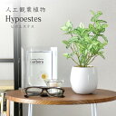 【★24H限定★15％OFFクーポン 5/10 0時~24時】 人工観葉植物 フェイクグリーン 観葉植物 ヒポエステス 造花 光触媒 鉢 水やり不要 インテリア お祝い 誕生日 出産内祝い お返し 結婚 父 母 お祝い お礼 贈り物 プレゼント ヒポエステス