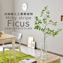 【15％OFFクーポン 5/1 0時-24時】 人工観葉植物 光触媒 フィカスストライプ（ガラス鉢） 水やり不要 インテリアグリーン 観葉植物 造花フィカスストライプ（ガラス鉢） 送料無料