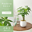 grazia-doris:10010893のサンプル画像2