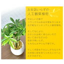 grazia-doris:10010893のサンプル画像3