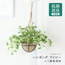 【15％OFFクーポン 5/1 0時-24時】 人工観葉植物 光触媒 ガーデングリーン・ハンギング 水やり不要 高さ25 インテリアグリーン 観葉植物 造花 防臭 殺菌 抗菌 洗浄 ひっかけ紐付き 吊り飾り アイビー43cm 送料無料