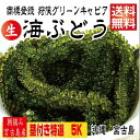 【茎付き 5キロ】250g×20箱 250gにタレ2P 登録商標 海ぶどう 茎が多いB品です 5キロ 沖縄 宮古島 海ぶどう 直送 池間島 登録商標 送料無料 ...