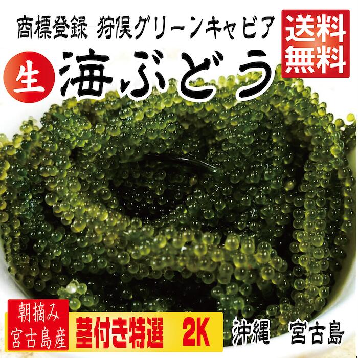 【茎付き 2キロ】250g×8箱 250gにタレ2P 登録商標 海ぶどう 茎が多いB品です 2キロ 沖縄 宮古島 海ぶどう 直送 池間島 登録商標 送料無料 2kg 2K プレゼント うみぶどう 海葡萄 (賞味期限は出荷日よりおおよそ1週間)