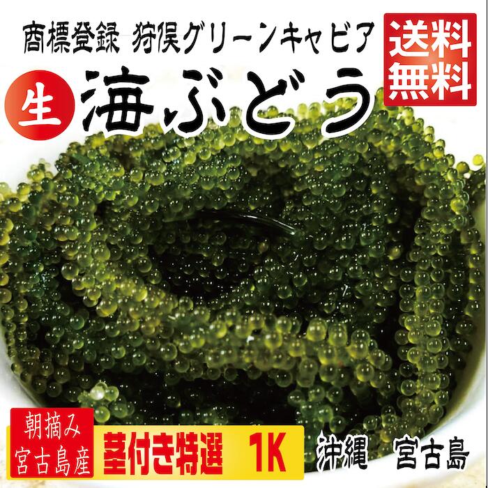 【茎付き 1キロ】沖縄県産 海ぶどう サラダ 海鮮丼　つまみ！1キロ　3,760円【送料無料】！ タレ付 海ぶどう 250g×4箱セット(1000g) 海ブドウ 【送料無料】 沖縄 お土産 お取り寄せ うみぶどう 宮古島　宮古島産 賞味期限は出荷日よりおおよそ1週間（送り状をご確認ください）なるべくお早めにお召し上がり下さい。【茎付き 1キロ】250g×4箱 250gにタレ2P　登録商標　海ぶどう　茎付き　1キロ　沖縄 宮古島 海ぶどう 直送 池間島 登録商標 送料無料　賞味期限は出荷日よりおおよそ1週間（送り状をご確認ください）なるべくお早めにお召し上がり下さい。 【茎付き 1キロ】沖縄県産 海ぶどう サラダ 海鮮丼　1キロ　3,760円【送料無料】！ タレ付 海ぶどう 250g×4箱セット(1000g) 【送料無料】 沖縄 お土産 宮古島 登録商標　海ぶどう「狩俣グリーンキャビア」 独特な見た目ですが、透き通るような粒を持つ海ぶどうは、別名「グリーンキャビア」とも呼ばれています。プチプチした弾ける食感とほんのり塩気が効いた味にハマってしまう人もいるのでは？ 地下海水汲み上げ養殖！ ミネラル豊富な宮古島の地下海水！ 粒の大きさに自信あり！ 送料無料！登録商標　海ぶどう「狩俣グリーンキャビア」地下水汲み上げマイナスイオン養殖日本通運の空輸便で発送します。交通事情、台風、その他理由により遅れる場合があります。海ぶどうはマグネシウムやカリウム、カルシウムなどミネラル分が多く含まれています。体の健康維持、美容にも必要な成分のため、女性にとっても嬉しい栄養素がたくさん詰まっています。プチプチとはじける食感。透き通るような粒を持つ海ぶどうは、別名「グリーンキャビア」とも呼ばれています。沖縄の今回お届けする海ぶどうは地下海水をくみ上げて養殖しているのが大きな特徴になります。唯一無二の海ぶどうを是非ご賞味ください。【名称】海ぶどう商標登録の海ぶどうです【賞味期限】おおむね1週間程度【原材料】海ぶどう（クビレツタ）【原産地】沖縄県【保存方法】直射日光、高温多湿をさけ常温で保存して下さい。■海ぶどうの食べ方美味しく食べるポイントはこちら。冷蔵庫には入れず、常温で保存する。届いたら出来るだけ早く食べる。食べる前に冷たい水で簡単に洗いよく水を切る。付属のタレや、青じそドレッシング、ポン酢などがおすすめ。タレはかけるのではなく、刺し身のようにつけて食べる。水ですすぐだけでプチプチ食感！！タレをつけておつまみに、また、海鮮丼やサラダ、パスタにのせても美味です！海ぶどうの栄養価海ぶどうはマグネシウムやカリウム、カルシウムなどミネラル分が多く含まれています。体の健康維持、美容にも必要な成分のため、女性にとっても嬉しい栄養素がたくさん詰まっています。また、食物繊維は100g中0.8gあり、腸内環境を調えてくれます。そしてカロリーは100g中たったの4キロカロリー。ダイエット中でも安心して食べられるのが嬉しいですね。 7営業日以内に発送します 1