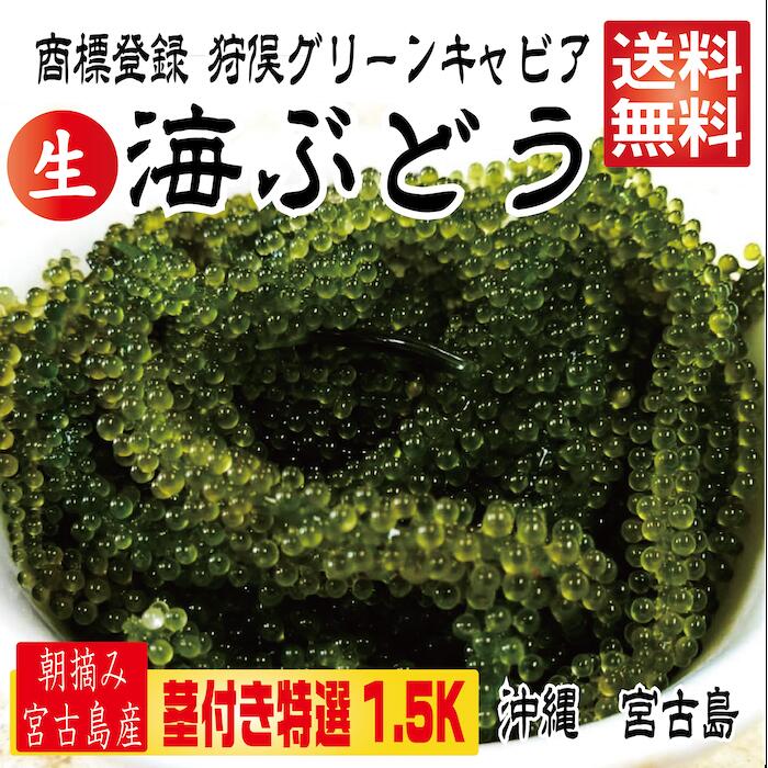 【茎付き 1.5キロ】沖縄県産 海ぶどう サラダ 海鮮丼　つまみ！1.5キロ　4,980円【送料無料】！ タレ付 海ぶどう 250g×6箱セット(1500g) 海ブドウ【送料無料】沖縄 お土産 お取り寄せ うみぶどう 宮古島　宮古島産 賞味期限は出荷日よりおおよそ1週間（送り状をご確認ください）なるべくお早めにお召し上がり下さい。【茎付き 1.5キロ】250g×6箱　 250gにタレ2P 登録商標　海ぶどう　茎付き　1.5キロ　沖縄 宮古島 海ぶどう 直送 池間島 登録商標 送料無料 【茎付き 1.5キロ】沖縄県産 海ぶどう サラダ 海鮮丼つまみ　1.5キロ　4,980円【送料無料】 タレ付 海ぶどう 250g×6箱セット(1500g) 【送料無料】 沖縄 お土産 宮古島 登録商標　海ぶどう「狩俣グリーンキャビア」 独特な見た目ですが、透き通るような粒を持つ海ぶどうは、別名「グリーンキャビア」とも呼ばれています。プチプチした弾ける食感とほんのり塩気が効いた味にハマってしまう人もいるのでは？ 地下海水汲み上げ養殖！ ミネラル豊富な宮古島の地下海水！ 粒の大きさに自信あり！ 送料無料！登録商標　海ぶどう「狩俣グリーンキャビア」地下水汲み上げマイナスイオン養殖日本通運の空輸便で発送します。交通事情、台風、その他理由により遅れる場合があります。海ぶどうはマグネシウムやカリウム、カルシウムなどミネラル分が多く含まれています。体の健康維持、美容にも必要な成分のため、女性にとっても嬉しい栄養素がたくさん詰まっています。プチプチとはじける食感。透き通るような粒を持つ海ぶどうは、別名「グリーンキャビア」とも呼ばれています。沖縄の今回お届けする海ぶどうは地下海水をくみ上げて養殖しているのが大きな特徴になります。唯一無二の海ぶどうを是非ご賞味ください。【名称】海ぶどう商標登録の海ぶどうです【賞味期限】おおむね1週間程度【原材料】海ぶどう（クビレツタ）【原産地】沖縄県【保存方法】直射日光、高温多湿をさけ常温で保存して下さい。■海ぶどうの食べ方美味しく食べるポイントはこちら。冷蔵庫には入れず、常温で保存する。届いたら出来るだけ早く食べる。食べる前に冷たい水で簡単に洗いよく水を切る。付属のタレや、青じそドレッシング、ポン酢などがおすすめ。タレはかけるのではなく、刺し身のようにつけて食べる。水ですすぐだけでプチプチ食感！！タレをつけておつまみに、また、海鮮丼やサラダ、パスタにのせても美味です！海ぶどうの栄養価海ぶどうはマグネシウムやカリウム、カルシウムなどミネラル分が多く含まれています。体の健康維持、美容にも必要な成分のため、女性にとっても嬉しい栄養素がたくさん詰まっています。また、食物繊維は100g中0.8gあり、腸内環境を調えてくれます。そしてカロリーは100g中たったの4キロカロリー。ダイエット中でも安心して食べられるのが嬉しいですね。賞味期限は出荷日よりおおよそ1週間（送り状をご確認ください）なるべくお早めにお召し上がり下さい。 7営業日以内に発送します 1