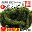 【茎付き 1.5キロ】250g×6箱　 250gにタレ2P 登録商標　海ぶどう　茎が多いB品です　1.5キロ　沖縄 宮古島 海ぶどう 直送 池間島 登録商標 送料無料 1.5kg 1.5K1 500g うみぶどう 海葡萄