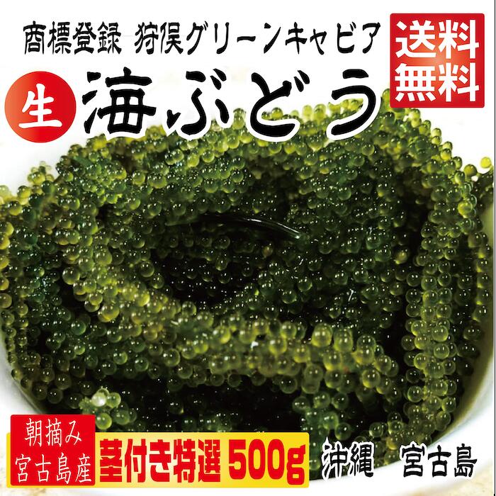 【茎付き 500g】沖縄県産 海ぶどう サラダ 海鮮丼　つまみ！500g 2,780円【送料無料】！ タレ付 海ぶどう 250g×2箱セット(500g) 海ブドウ 【送料無料】 沖縄 お土産 お取り寄せ うみぶどう 宮古島　宮古島産 賞味期限は出荷日よりおおよそ1週間（送り状をご確認ください）なるべくお早めにお召し上がり下さい。【茎付き 500g】250g×2箱 250gにタレ2P　登録商標　海ぶどう　茎付き　500g　2,780円　沖縄 宮古島 海ぶどう 直送 池間島 登録商標 送料無料 【茎付き 500g】沖縄県産 海ぶどう サラダ 海鮮丼　500g　2,780円【宮古島直送】！ タレ付 海ぶどう 250g×2箱セット(500g) 【送料無料】 沖縄 お土産 宮古島 登録商標　海ぶどう「狩俣グリーンキャビア」 独特な見た目ですが、透き通るような粒を持つ海ぶどうは、別名「グリーンキャビア」とも呼ばれています。プチプチした弾ける食感とほんのり塩気が効いた味にハマってしまう人もいるのでは？ 地下海水汲み上げ養殖！ ミネラル豊富な宮古島の地下海水！ 粒の大きさに自信あり！ 送料無料！登録商標　海ぶどう「狩俣グリーンキャビア」地下水汲み上げマイナスイオン養殖日本通運の空輸便で発送します。交通事情、台風、その他理由により遅れる場合があります。海ぶどうはマグネシウムやカリウム、カルシウムなどミネラル分が多く含まれています。体の健康維持、美容にも必要な成分のため、女性にとっても嬉しい栄養素がたくさん詰まっています。プチプチとはじける食感。透き通るような粒を持つ海ぶどうは、別名「グリーンキャビア」とも呼ばれています。沖縄の今回お届けする海ぶどうは地下海水をくみ上げて養殖しているのが大きな特徴になります。唯一無二の海ぶどうを是非ご賞味ください。【名称】海ぶどう商標登録の海ぶどうです【賞味期限】おおむね1週間程度【原材料】海ぶどう（クビレツタ）【原産地】沖縄県【保存方法】直射日光、高温多湿をさけ常温で保存して下さい。■海ぶどうの食べ方美味しく食べるポイントはこちら。冷蔵庫には入れず、常温で保存する。届いたら出来るだけ早く食べる。食べる前に冷たい水で簡単に洗いよく水を切る。付属のタレや、青じそドレッシング、ポン酢などがおすすめ。タレはかけるのではなく、刺し身のようにつけて食べる。水ですすぐだけでプチプチ食感！！タレをつけておつまみに、また、海鮮丼やサラダ、パスタにのせても美味です！海ぶどうの栄養価海ぶどうはマグネシウムやカリウム、カルシウムなどミネラル分が多く含まれています。体の健康維持、美容にも必要な成分のため、女性にとっても嬉しい栄養素がたくさん詰まっています。また、食物繊維は100g中0.8gあり、腸内環境を調えてくれます。そしてカロリーは100g中たったの4キロカロリー。ダイエット中でも安心して食べられるのが嬉しいですね。賞味期限は出荷日よりおおよそ1週間（送り状をご確認ください）なるべくお早めにお召し上がり下さい。 7営業日以内に発送します 1