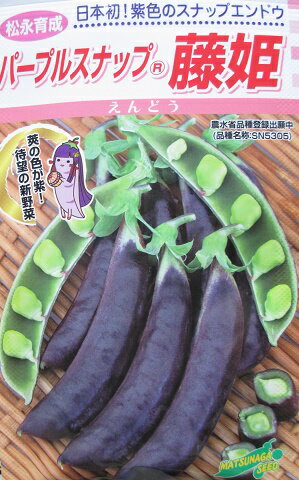 松永育成　パープルスナップ　藤姫　松永種苗株式会社のえんどう品種です。登録品種
