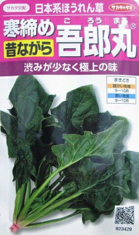サカタ交配　寒締め吾郎丸　サカタのタネの日本系ほうれん草品種です。