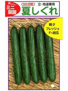 キュウリ種 カネコ交配 夏しぐれ カネコ種苗のキュウリ品種です。 種のことならお任せグリーンデポ