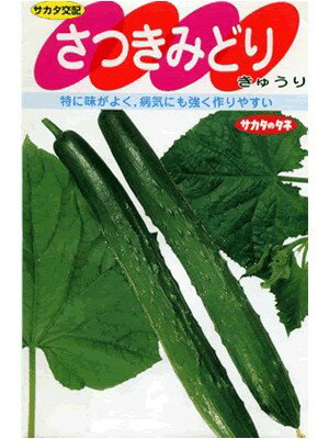 キュウリt種　サカタ交配　さつきみどり　サカタのタネのキュウリ品種です。　種のことならお任せグリ..