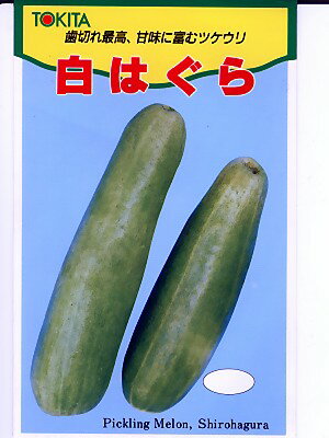 ウリ　・・・・・白はぐら・・・・・＜トキタのはぐらウリです。　種のことならお任せグリーンデポ＞
