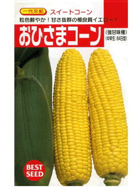 トウモロコシ種　タキイ交配　おひさまコーン　タキイ種苗のトウモロコシ品種です。　種のことならお任せグリーンデポ