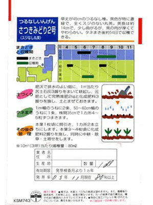 インゲン種　さつきみどり2号　タキイ種苗のつるなしインゲン品種です。　種のことならお任せグリーンデポ