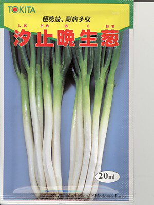 ネギの育て方は 種まきから収穫まで栽培のコツと失敗しやすいポイントを解説 Kurashi No