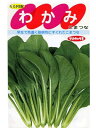 小松菜　サカタ交配・・・わかみ・・・＜サカタの小松菜です。　種のことならお任せグリーンデポ＞