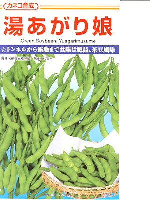 枝豆種子　湯あがり娘　登録品種　カネコ種苗の枝豆品種です。のサムネイル