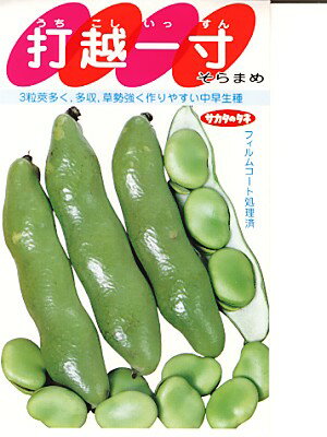 Rakuten - ソラマメ　サカタのタネ　打越一寸　サカタのタネのソラマメです。