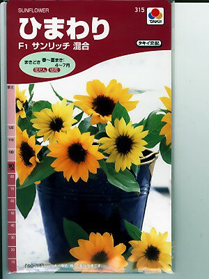 初心者にもおすすめ ひまわりの栽培方法 失敗しない育て方のコツを徹底解説 暮らし の