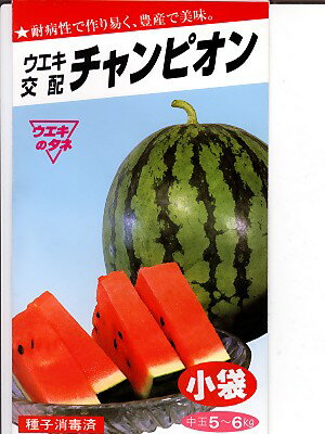 スイカの種　ウエキ交配・・・チャンピオン・・・＜横浜植木のスイカです。種のことならお任せグリーンデポ＞