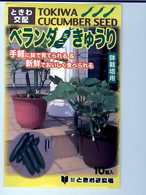 キュウリ種　ときわ交配　ベランダきゅうり　　　ときわ研究所のキュウリ品種です。