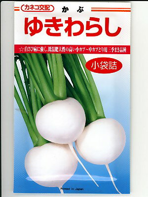 乐天商城 - カブ　カネコ交配　ゆきわらしかぶ　カネコ種苗のカブ種です。