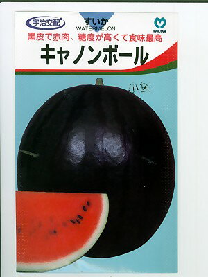 宇治交配　キャノンボールスイカ　＜丸種の大玉スイカ品種です。種の通販ならグリーンデポ＞